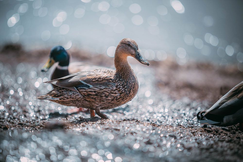 Дикая  красавица.