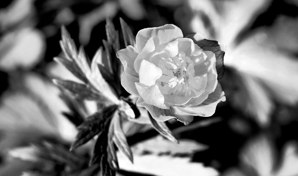 Купальница