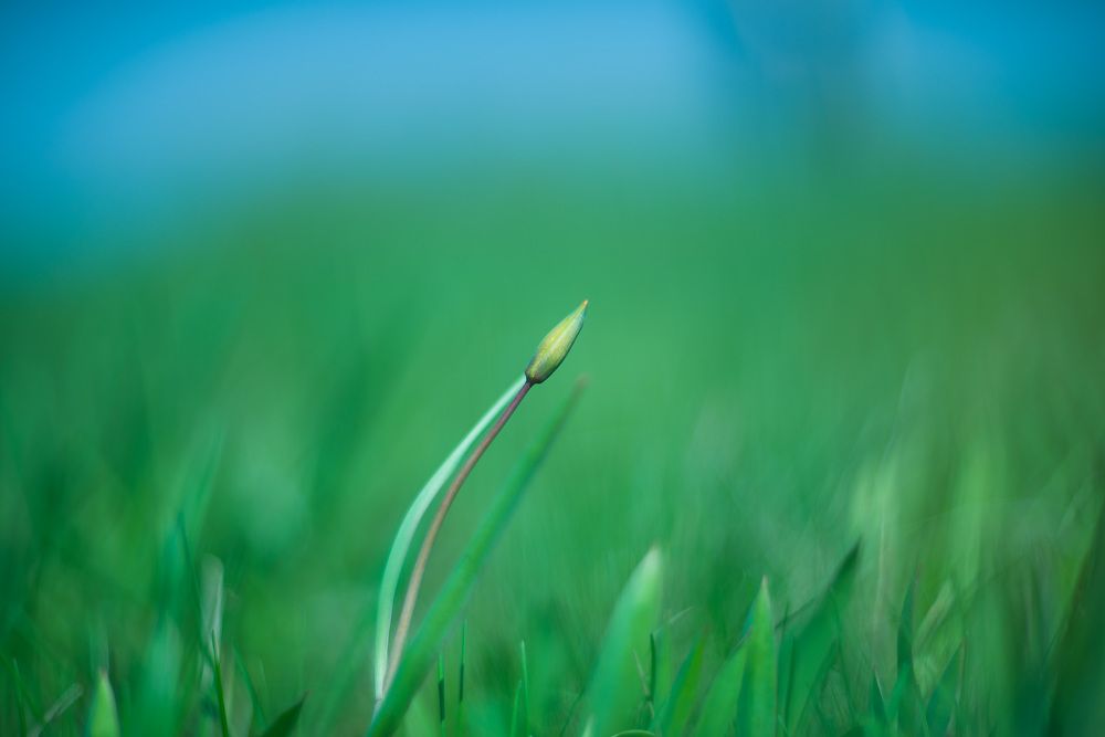 Весны приход