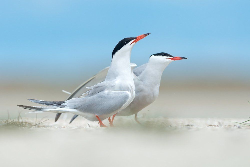 Речные крачки