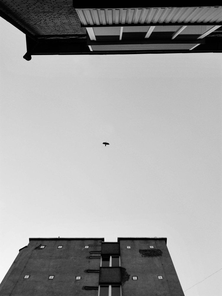 Одинокий полет. Мобильная фотография.