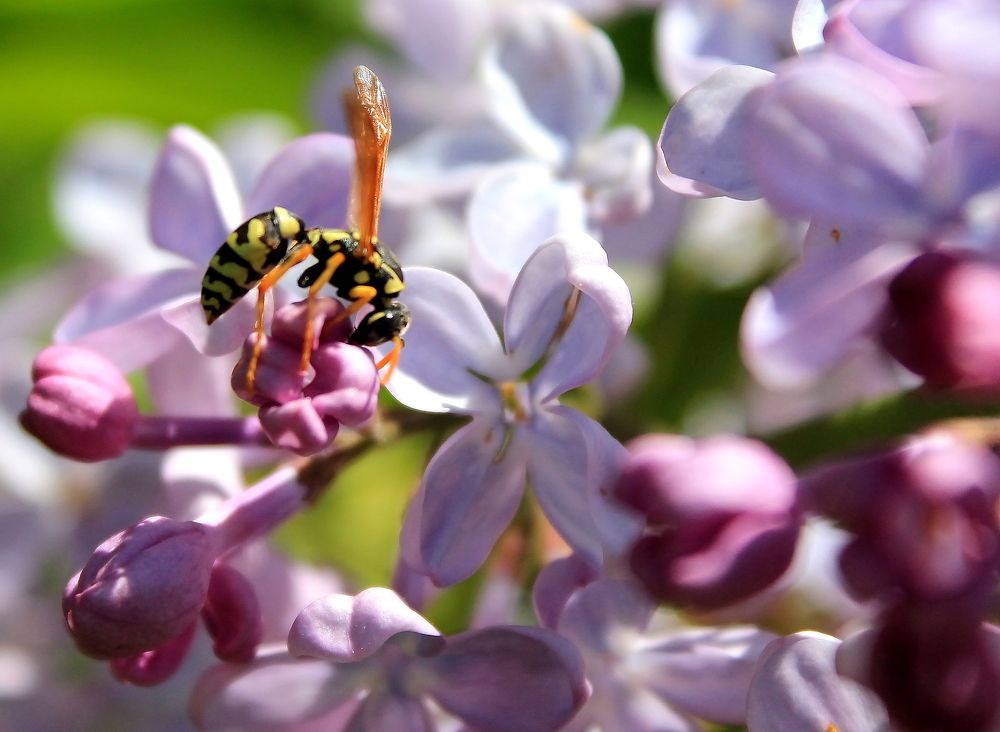 весенняя сказка