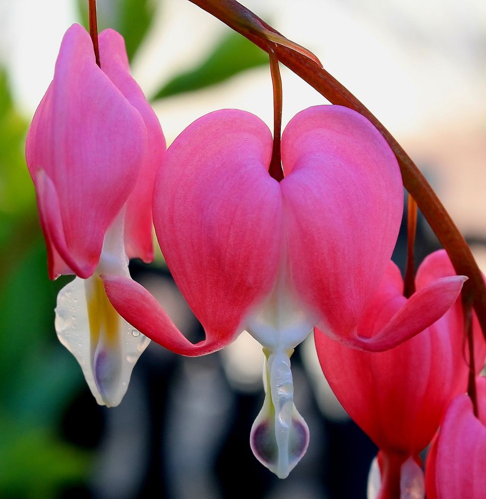 разбитое сердце