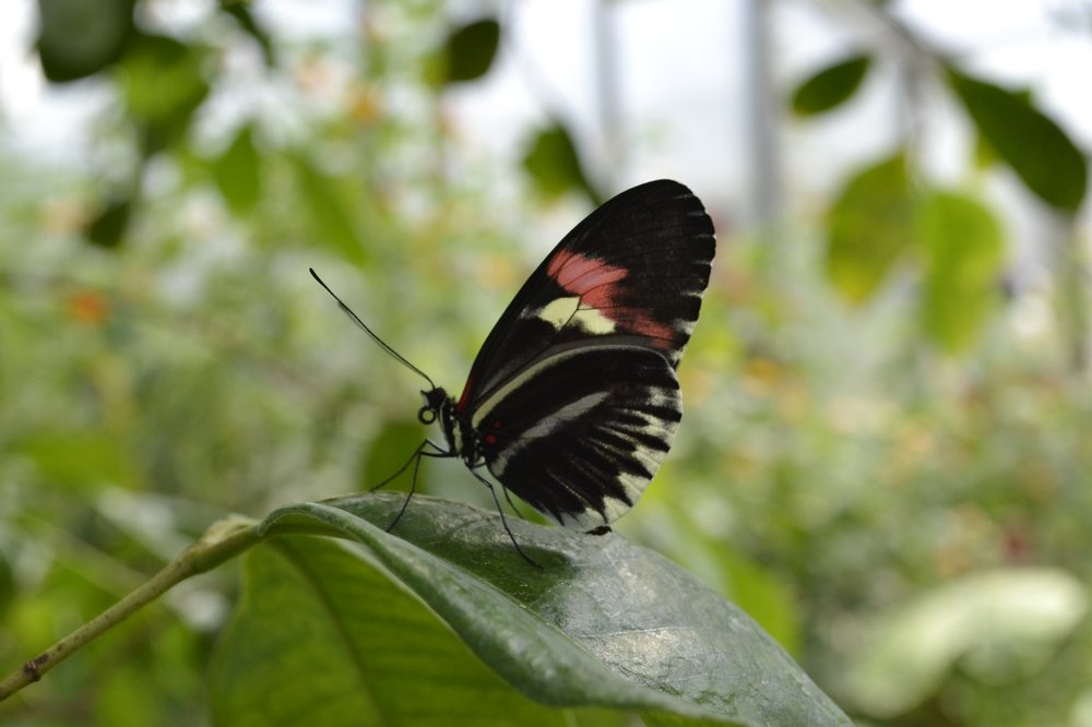май в парке