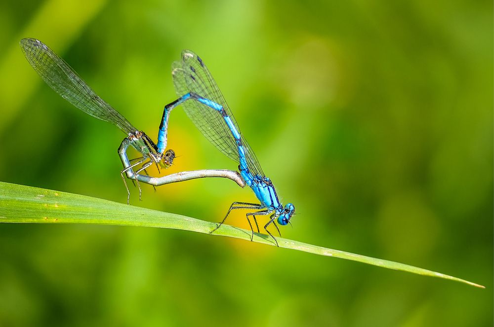 Настоящая Любовь