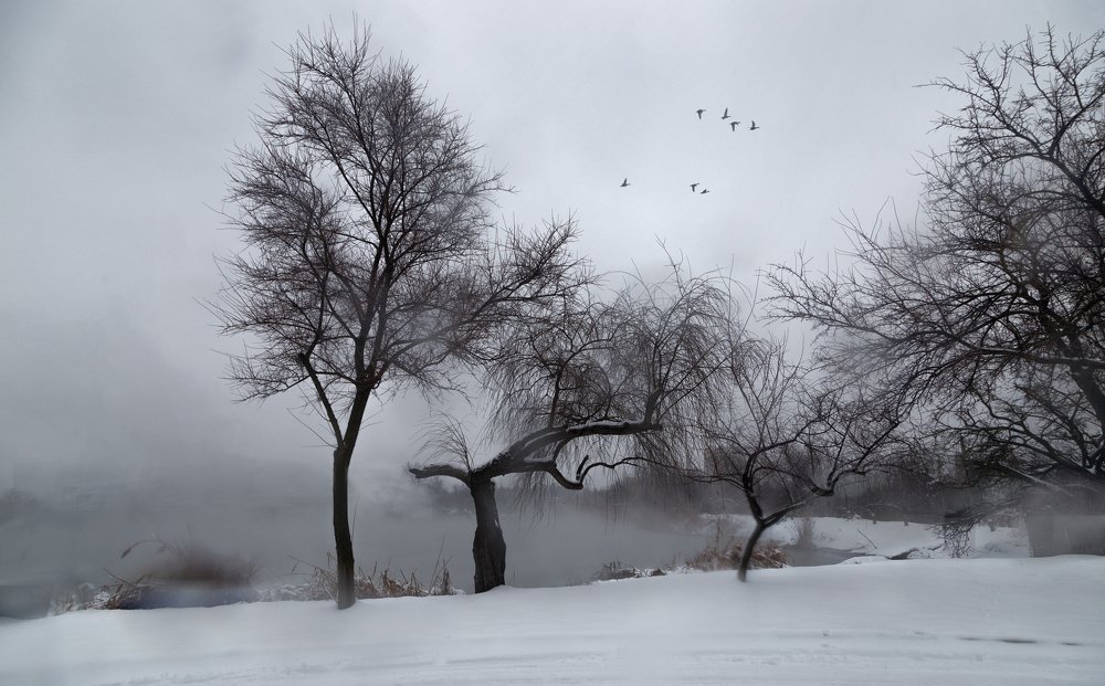 Зимние утки