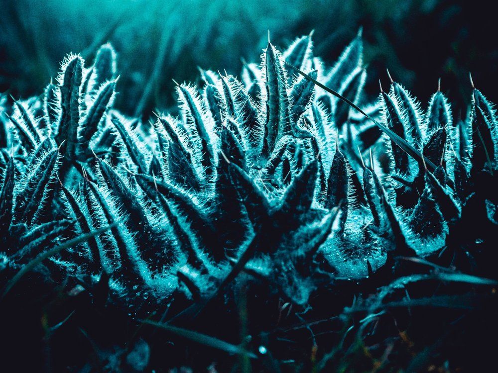 Природный макромир