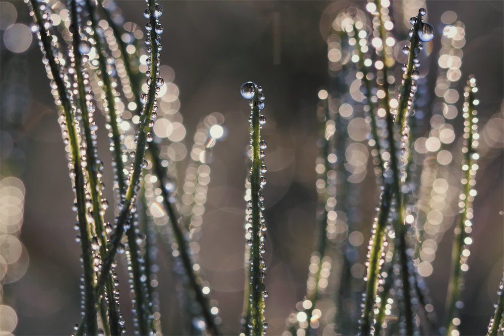 Хрустальный лес