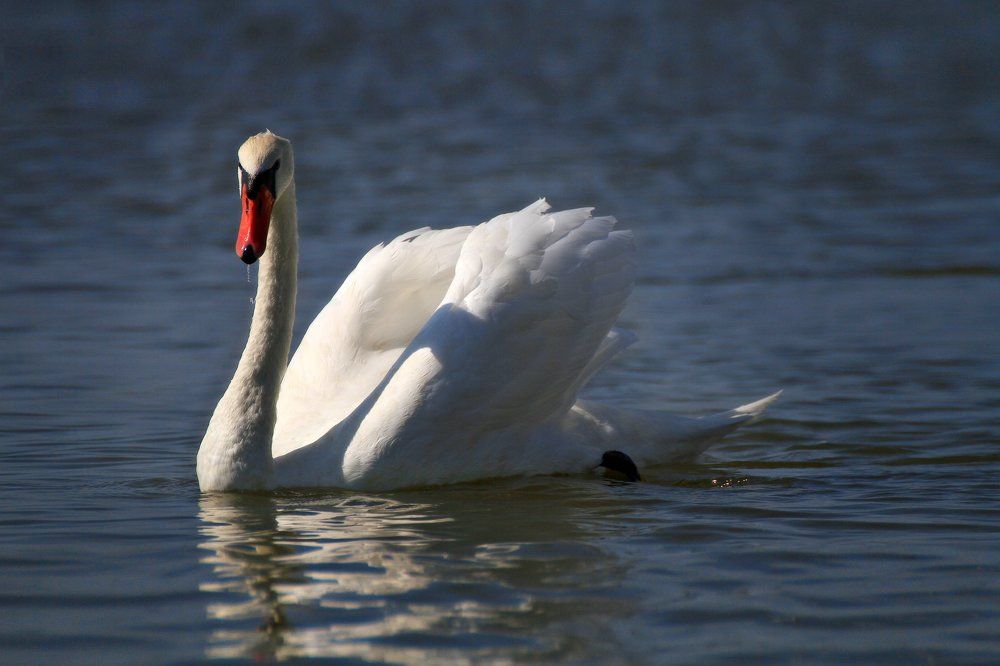 Белый лебедь на пруду....