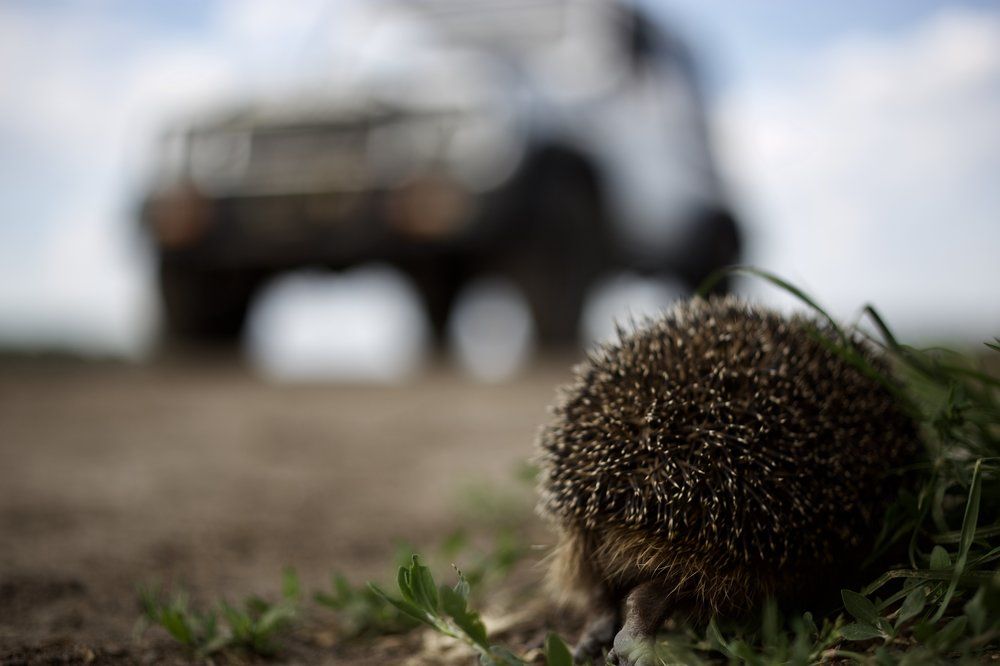 Ежик на дороге