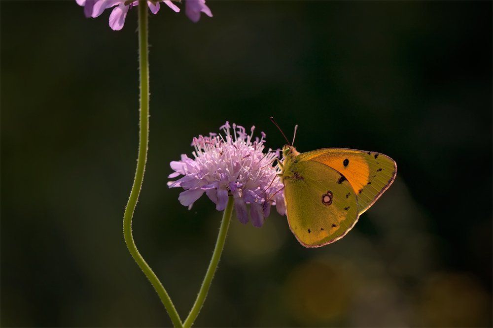 Пронизанная светом