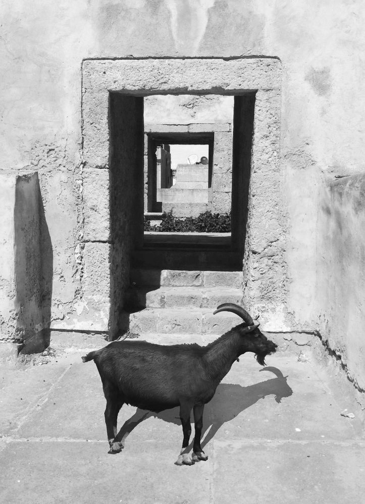 Goat's Escape