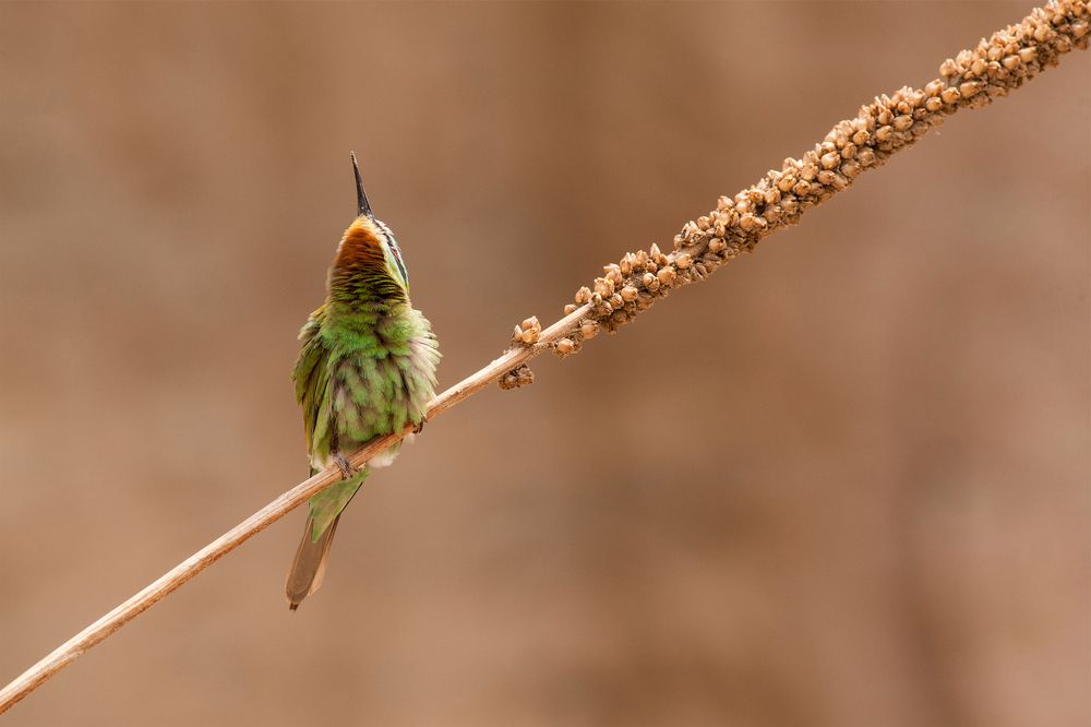 Blue-Cheeked Bee-Eater