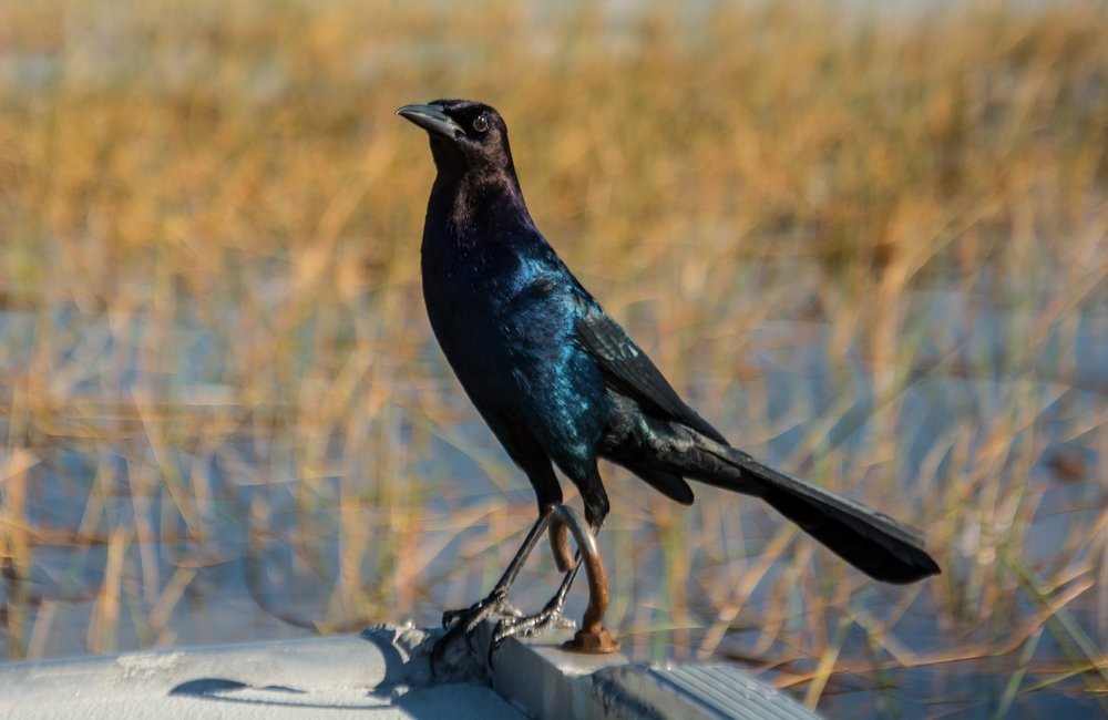 Птичка на носу