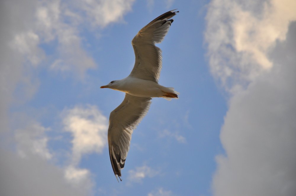 небесный полёт