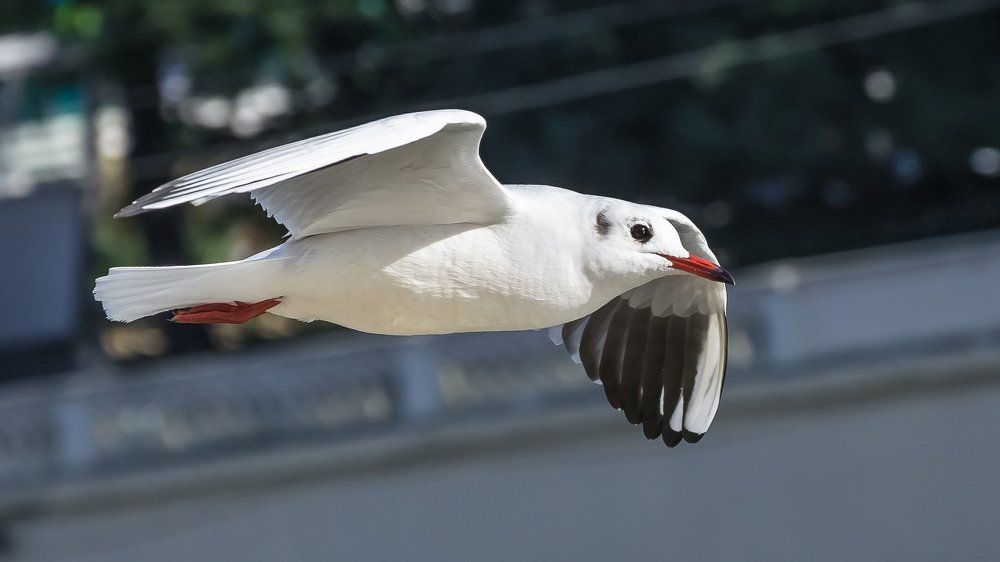 Стремительный полет