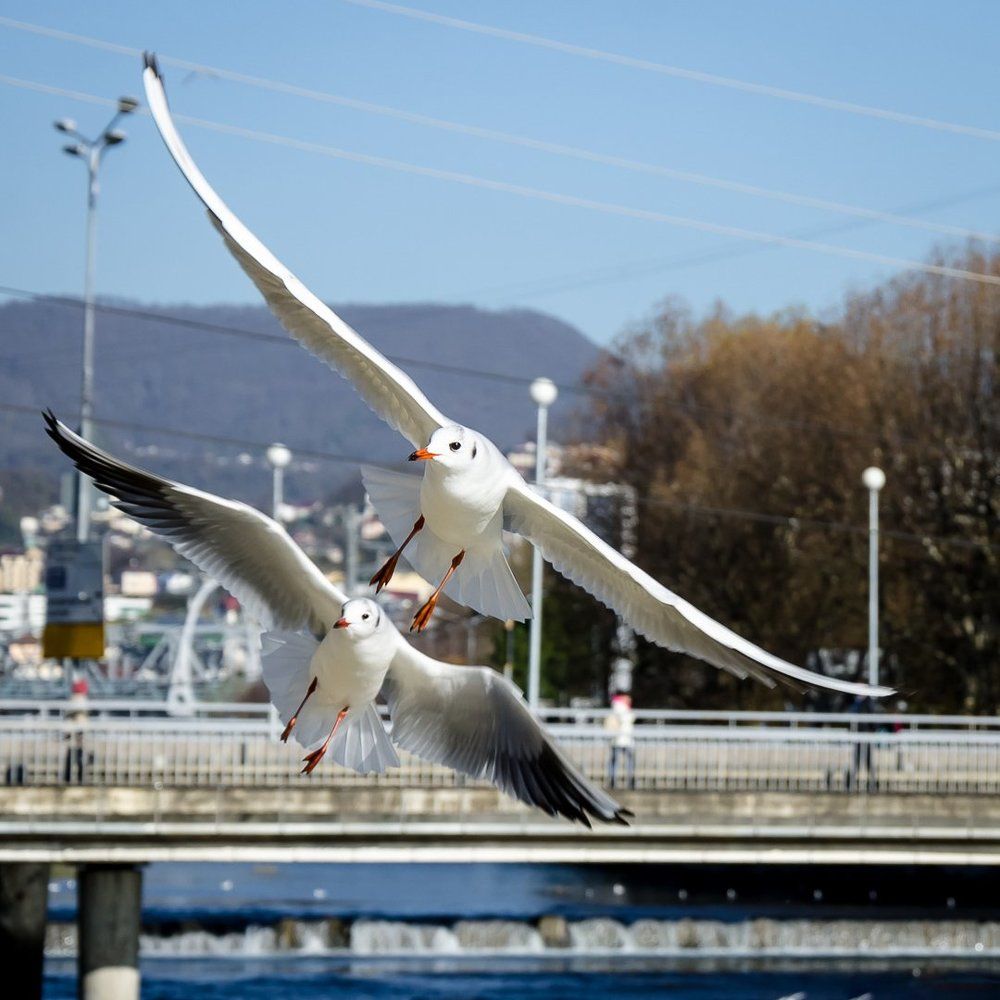 Синхронность полета