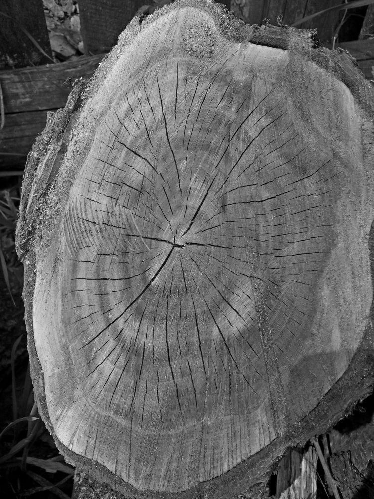 срез дерева