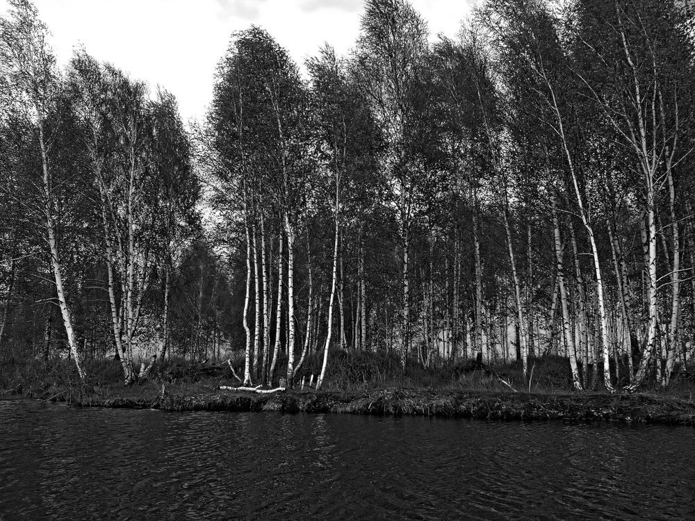 Березовая роща