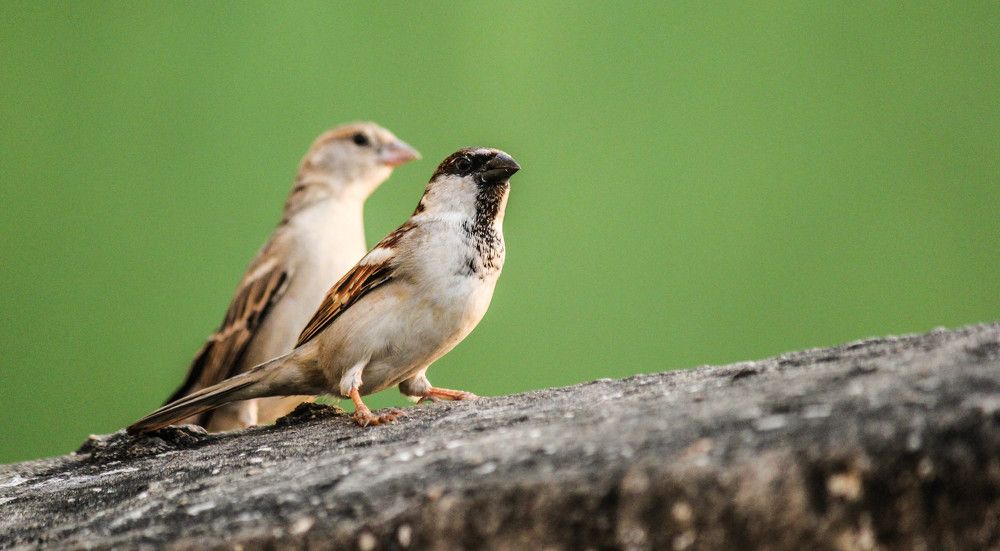 House Sparrow