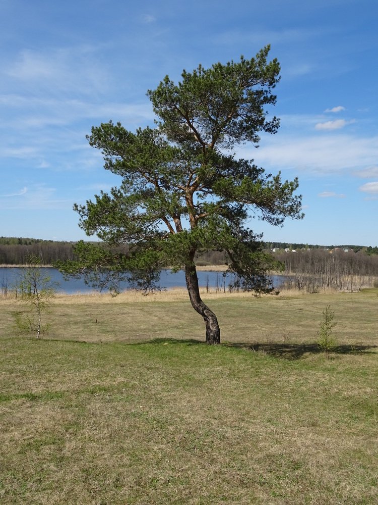 Сосна у озера