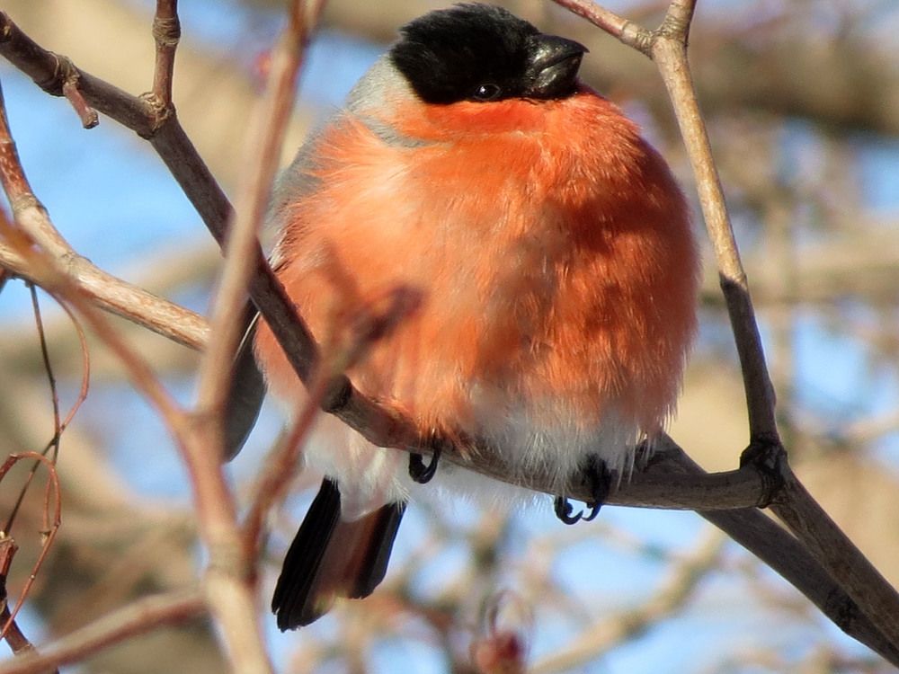 Очень Важная птица