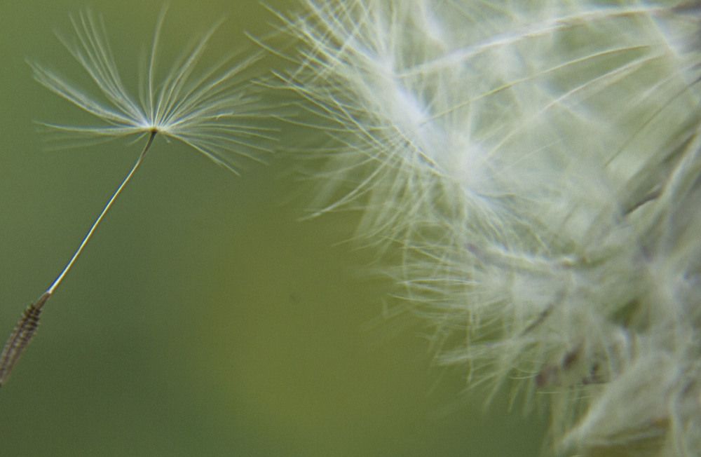 Из жизни одуванчика