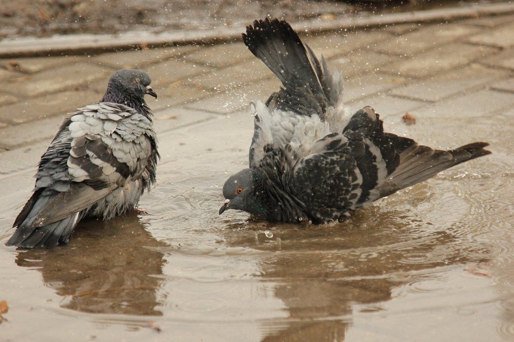 Голубь и голубка