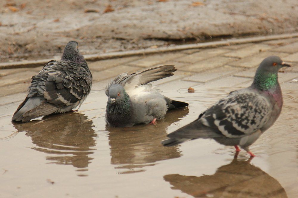 Любовь на троих