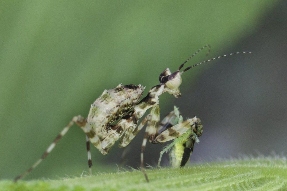 flower mantis with catch