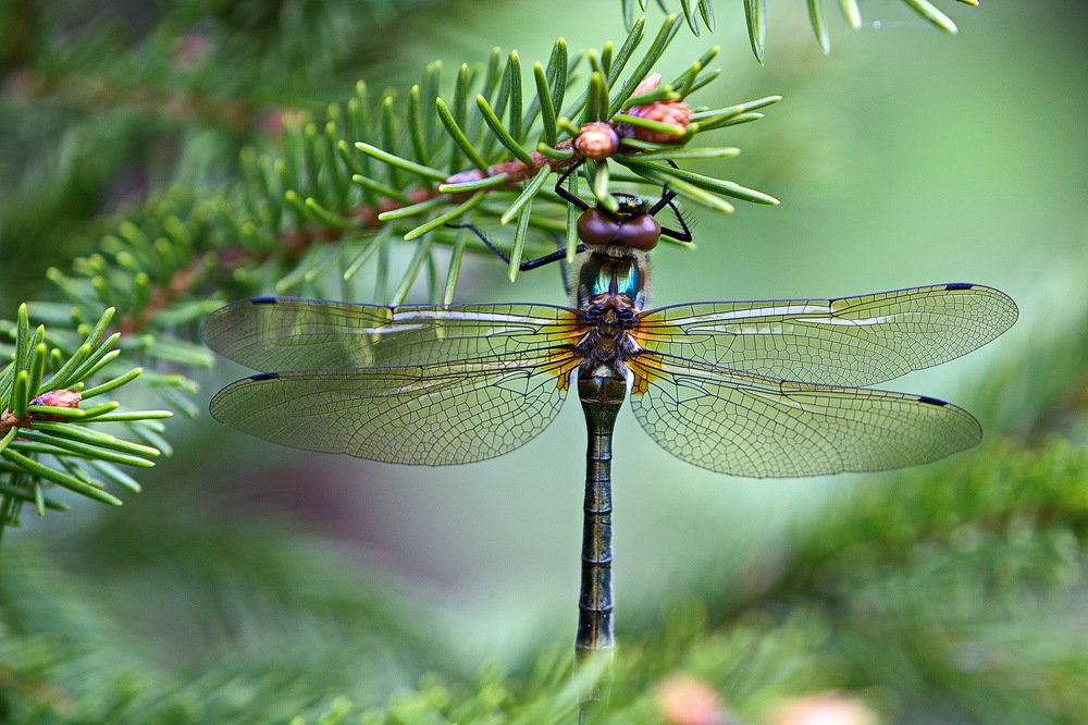 Ёлочная игрушка