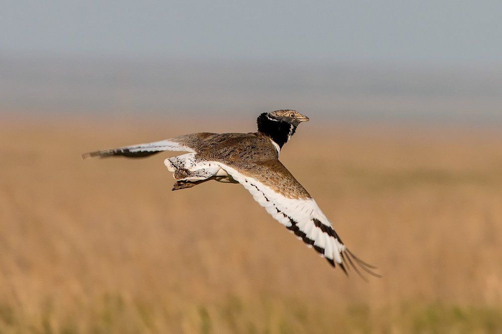 Токующий стрепет