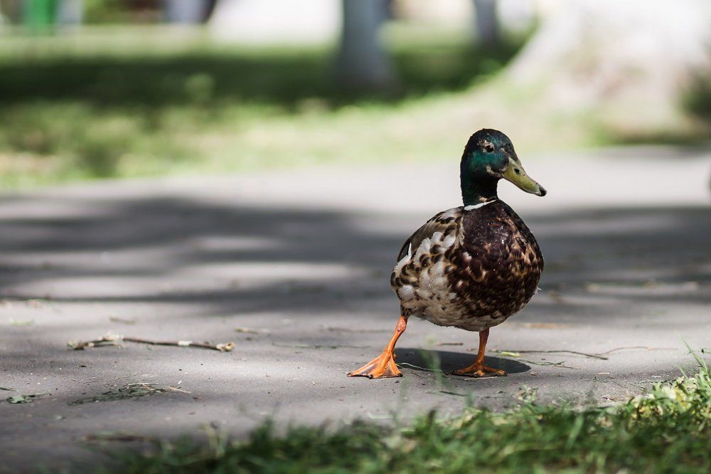 на прогулке в парке