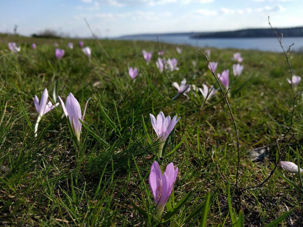 spring