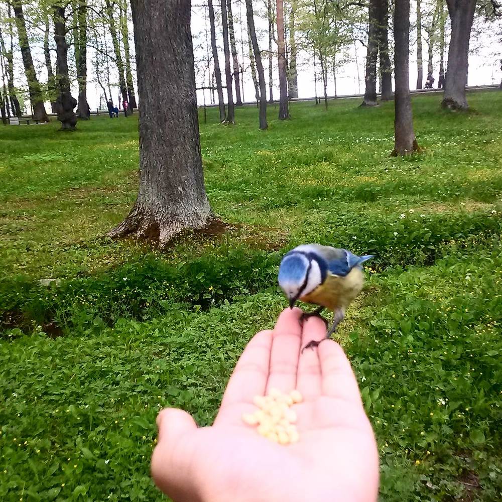 Птицы очень умные,