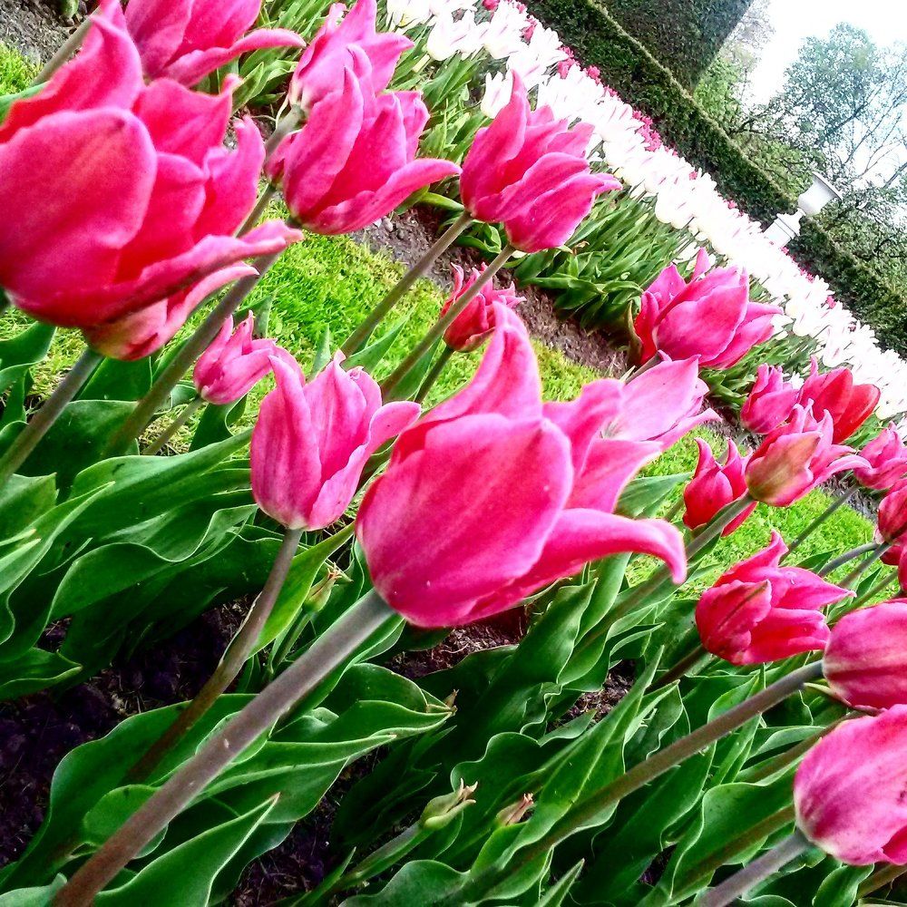 Дарите женщинам цветы