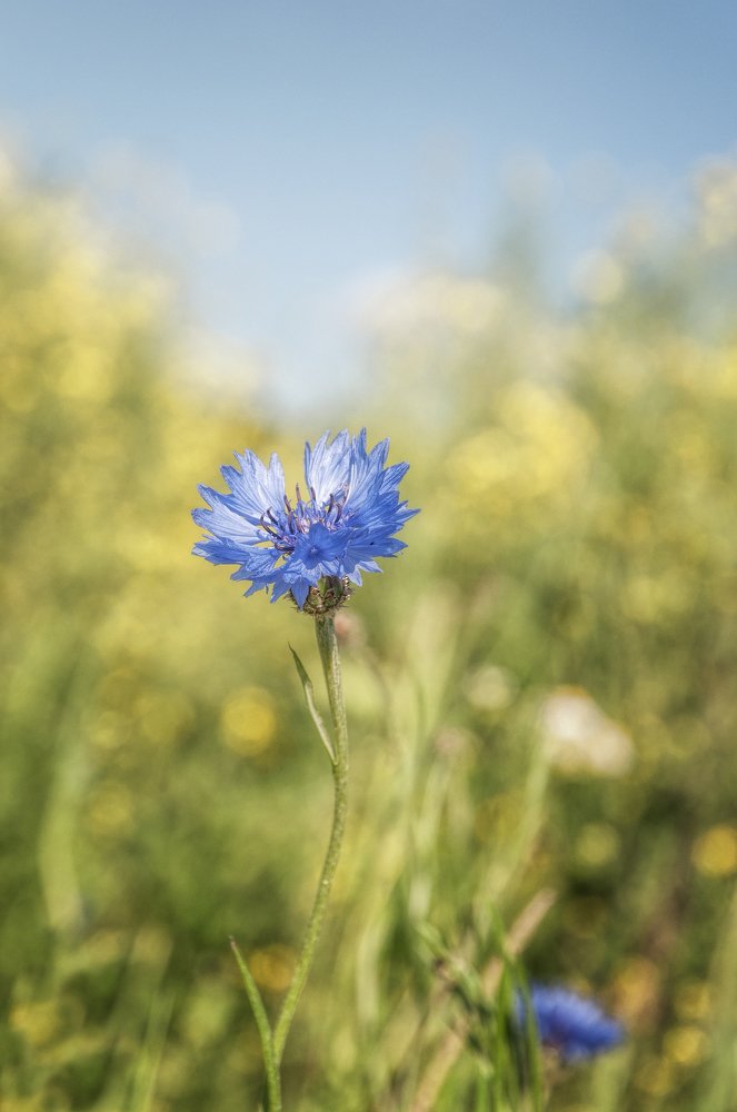Синее небо упало на луг
