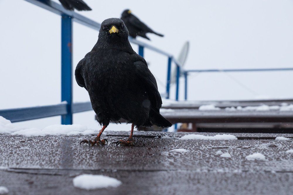 Альпийская галка