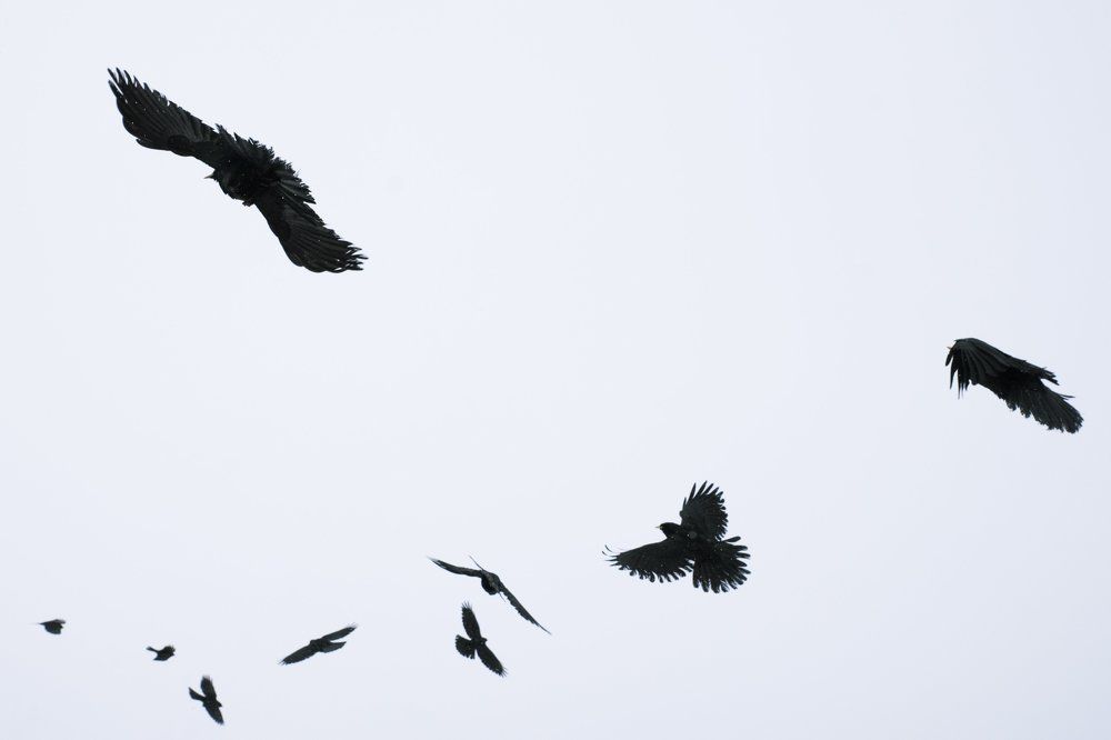 Альпийские галки