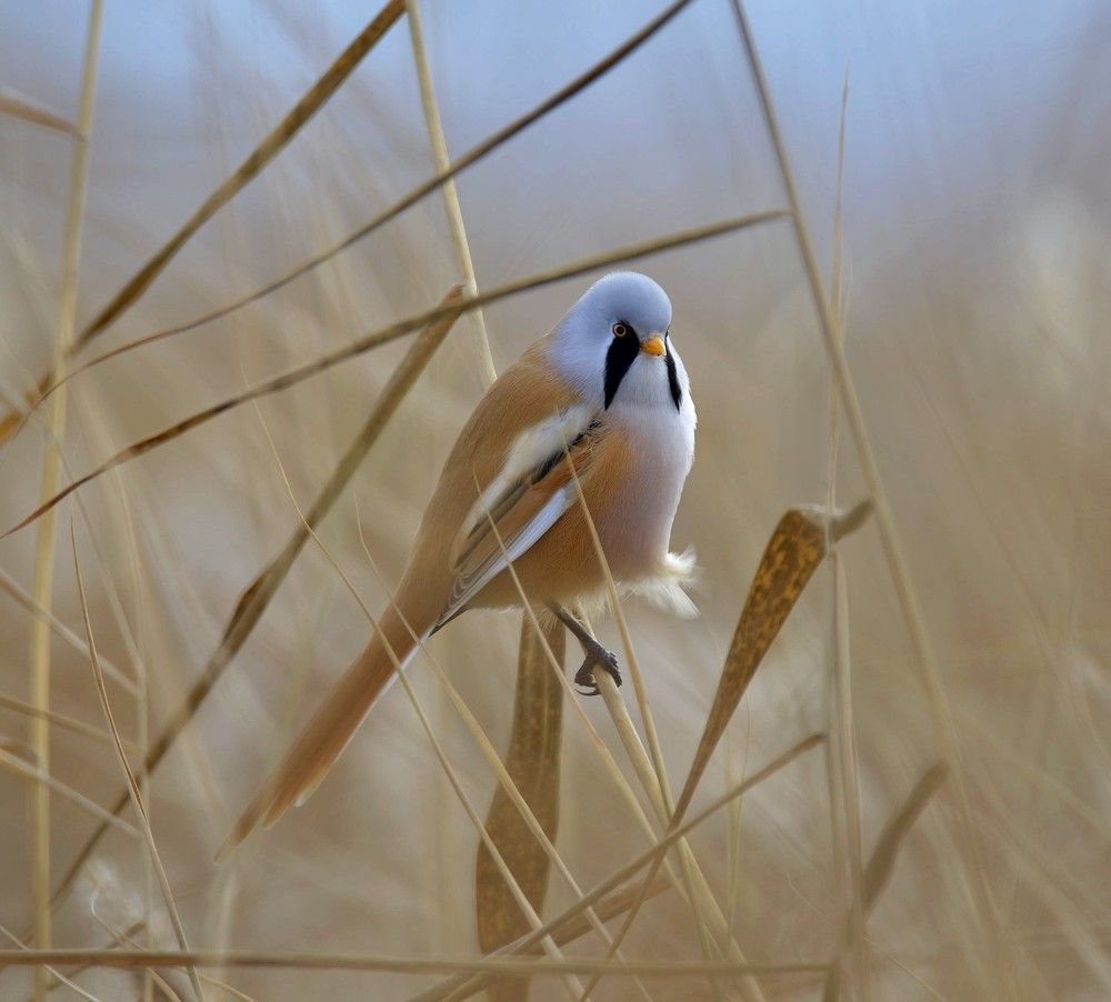 Важный господин