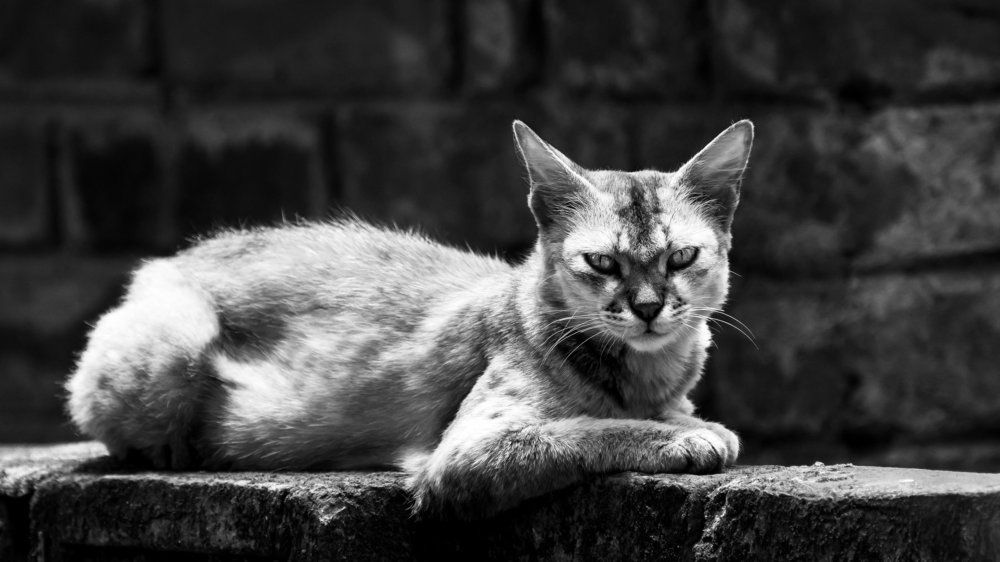 CATTITUDE.