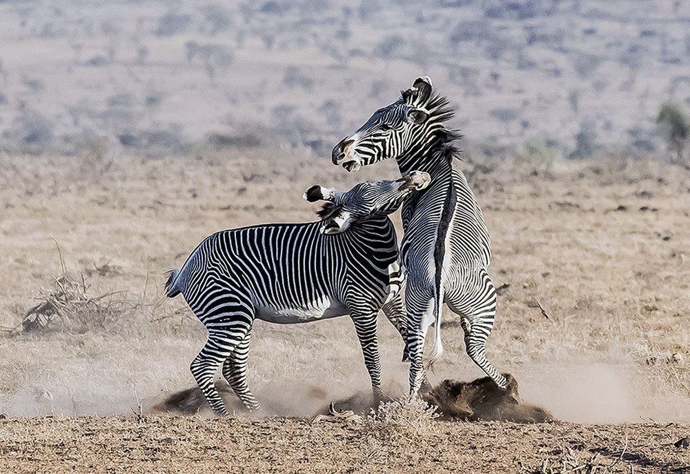 FIGHTING ZEBRA