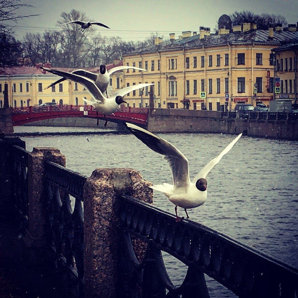Чайки прилетели. Петербург.