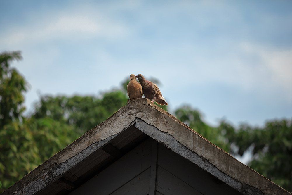 A Kiss to Build a Dream On