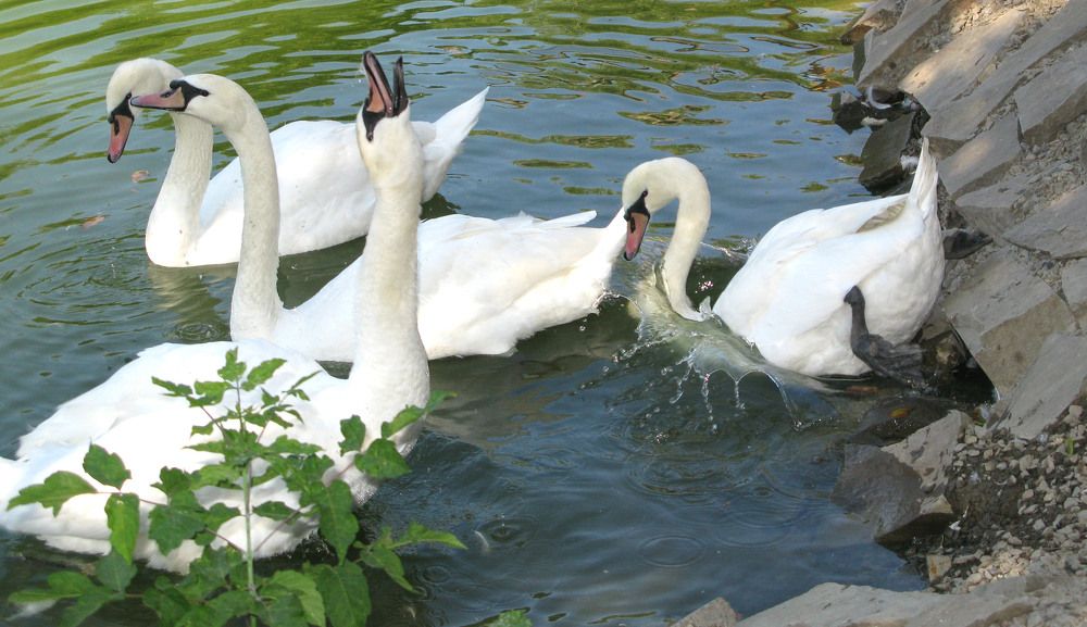 Из песни лебединой