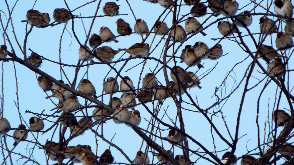 дружная семейка