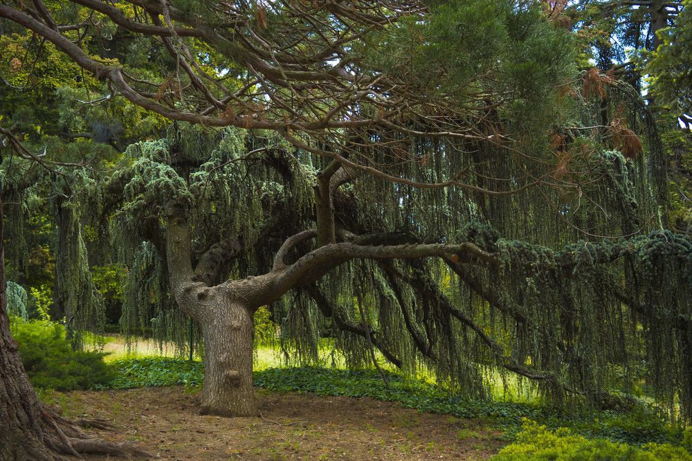 Древний страж