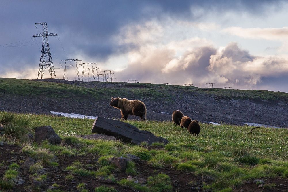 Камчатские хомяки