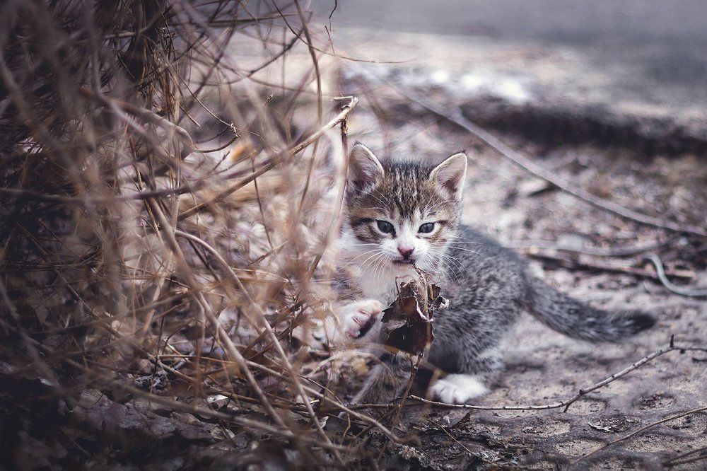 Photograph by Лазарева Лана