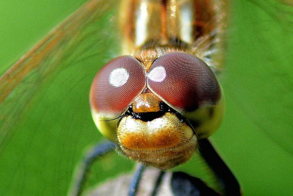 Эти глаза напротив.